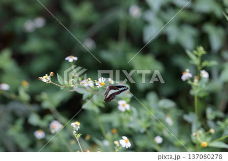 野草の花にとまる蝶と緑の自然の背景 野草の花にとまる蝶と緑の自然の背景 137080278