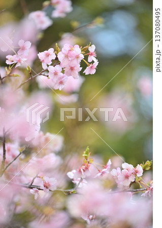 春の近隣公園に咲いた河津桜 137080495