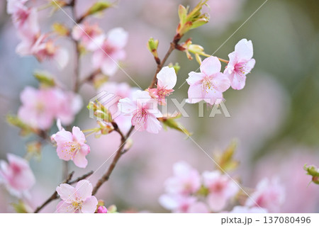 春の訪れを告げる河津桜 春の訪れを告げる河津桜 137080496