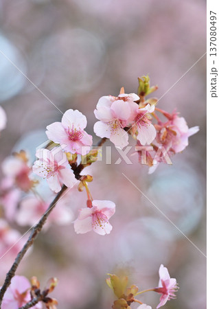 春の訪れを告げる梅の花 春の訪れを告げる梅の花 137080497