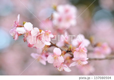 春の訪れを告げる河津桜 春の訪れを告げる河津桜 137080504