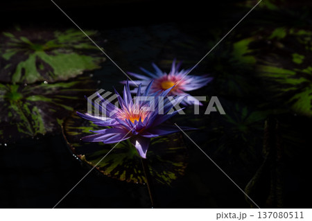 水蓮 水蓮 137080511