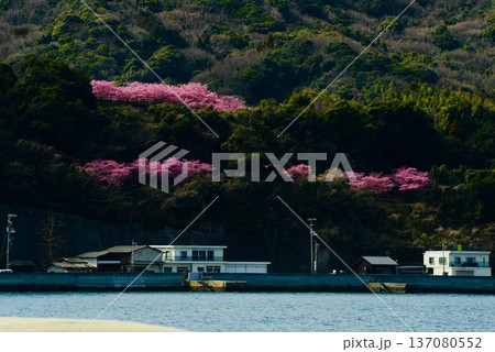 対岸から山がピンクに染まる上関城山歴史公園の河津桜 対岸から山がピンクに染まる上関城山歴史公園の河津桜 137080552