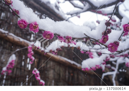雪が積もった赤い梅の花 雪が積もった赤い梅の花 137080614