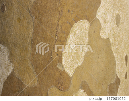 Platan, Platane, Platanus sycamore, plane trunk symbol. Texture made of Platan, Platane, sycamore, plane tree bark. Beautiful Platan tree trunk background. Conceptual image. Peaceful nature Typography Platan, Platane, Platanus sycamore, plane trunk symbol. Texture made of Platan, Platane, sycamore, plane tree bark. Beautiful Platan tree trunk background. Conceptual image. Peaceful nature Typography 137081052