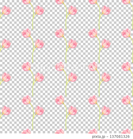 Seamless pattern with fresh, delicate tulips. Spring pink flowers hand drawn in watercolor. Seamless pattern with fresh, delicate tulips. Spring pink flowers hand drawn in watercolor. 137081326