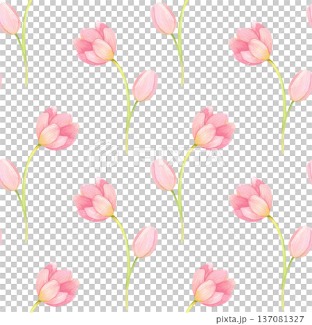 Seamless pattern with fresh, delicate tulips and buds. Spring pink flowers hand drawn in watercolor. 137081327