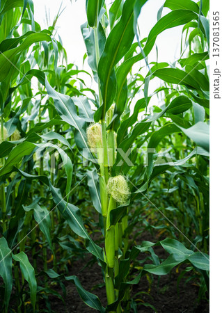 Cornfield thriving with young green maize plants growing in rows, showing developing ears of corn with silks on a sustainable agricultural farm during summer Cornfield thriving with young green maize plants growing in rows, showing developing ears of corn with silks on a sustainable agricultural farm during summer 137081565