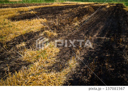 Burnt agricultural field after a controlled stubble burning, creating dark earth and ash patches, with dry straw remaining, symbolizing destruction and renewal in farming Burnt agricultural field after a controlled stubble burning, creating dark earth and ash patches, with dry straw remaining, symbolizing destruction and renewal in farming 137081567
