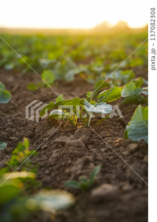 Young rapeseed plants growing in fertile soil at sunrise, canola crop seedlings and sustainable agriculture concept Young rapeseed plants growing in fertile soil at sunrise, canola crop seedlings and sustainable agriculture concept 137082308