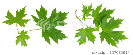 branch of silver maple leaf isolated on a white background. Top view. Flat lay 137083014