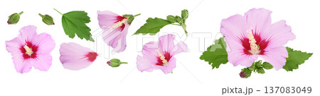 Pink hibiscus flower isolated on white background. Top view with copy space for your text. Flat lay. 137083049