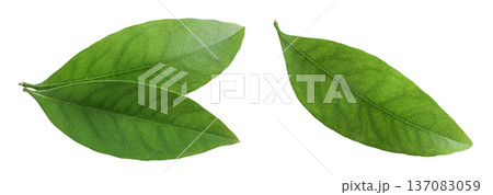 Green lychee leaf isolated on a white background. Top view. Flat lay 137083059