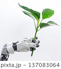 robot hand and flower. generative ai 137083064