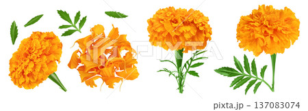fresh marigold or tagetes erecta flower isolated on white background with full depth of field. Top view. Flat lay 137083074