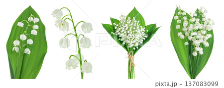 Lilly of the valley flowers isolated on white background with full depth of field Lilly of the valley flowers isolated on white background with full depth of field 137083099
