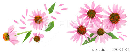 Coneflower or Echinacea purpurea isolated on white background, Top view. Flat lay. Coneflower or Echinacea purpurea isolated on white background, Top view. Flat lay. 137083106