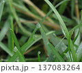 A patch of young grass with dew on it. Green and wet lawn, field grass 137083264