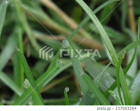 A patch of young grass with dew on it. Green and wet lawn, field grass A patch of young grass with dew on it. Green and wet lawn, field grass 137083264