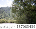 夏の終わりの池のある風景 137083439