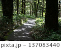 森へ続く道 137083440