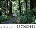 森へ続く道 137083441