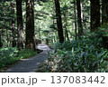 森へ続く道 137083442