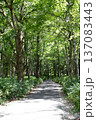 新緑に包まれた林道 137083443