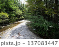 森の中を流れる小川 137083447