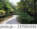 森の中を流れる小川 137083448