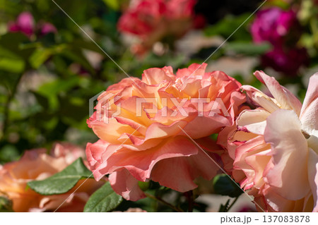 Blooming rose bud. Summer flower close-up. Floral background. Nature in the flowerbed. Gardening. Rose petals in the garden Blooming rose bud. Summer flower close-up. Floral background. Nature in the flowerbed. Gardening. Rose petals in the garden 137083878