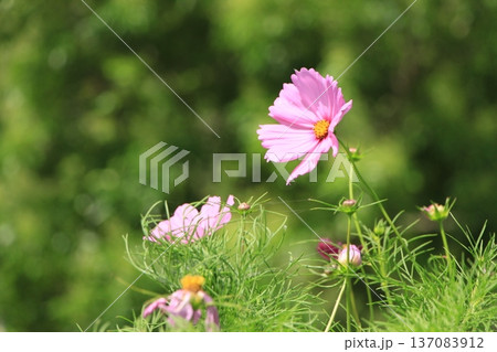 秋の野原に咲くピンクのコスモスの花 137083912