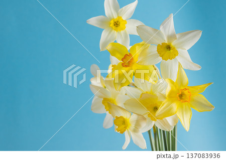 White and yellow daffodils on a blue background. Spring flowers. Daffodil bud. Narcissus Easter bouquet copy space White and yellow daffodils on a blue background. Spring flowers. Daffodil bud. Narcissus Easter bouquet copy space 137083936