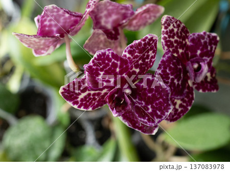 Orchid Phalaenopsis Lioulin Wild Cat Orchid Phalaenopsis Lioulin Wild Cat 137083978