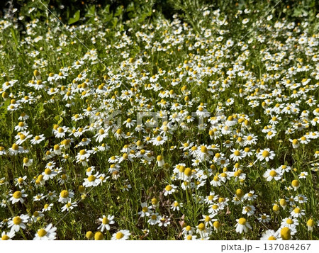 Field of chamomile flowers. Field of chamomile flowers in bloom. Field of chamomile flowers. Field of chamomile flowers in bloom. 137084267