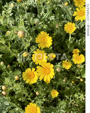 Field yellow flowers in bloom. Daisies decorate the landscapes of many countries with their bright yellow colors. Field yellow flowers in bloom. Daisies decorate the landscapes of many countries with their bright yellow colors. 137084271