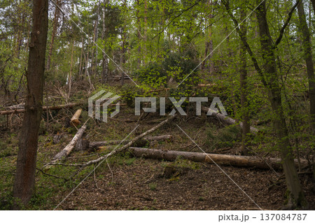 Fallen trees on forest hillside during early spring in Czech Republic woodland, nature damage Fallen trees on forest hillside during early spring in Czech Republic woodland, nature damage 137084787