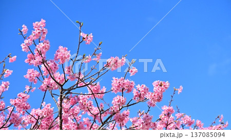 春イメージ（桜：河津桜）Spring season image 137085094
