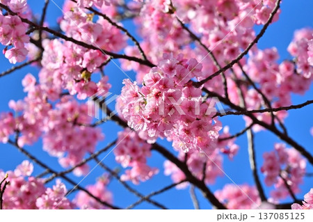 春イメージ（桜：河津桜）Spring season image 137085125