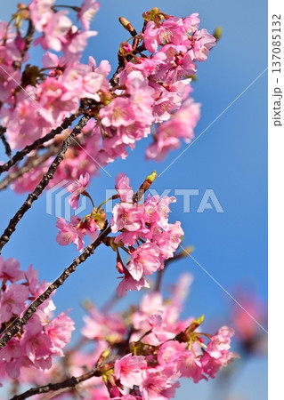 春イメージ(桜:河津桜)Spring season image 春イメージ(桜:河津桜)Spring season image 137085132