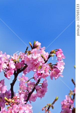 春イメージ(桜:河津桜)Spring season image 春イメージ(桜:河津桜)Spring season image 137085133
