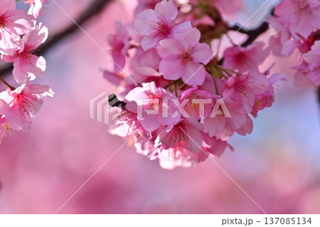 春イメージ（桜：河津桜）Spring season image 137085134