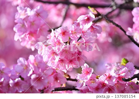 春イメージ（桜：河津桜）Spring season image 137085154