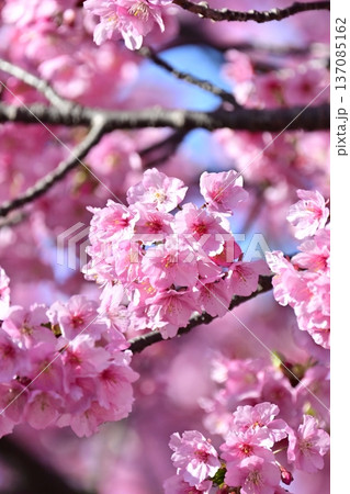 春イメージ（桜：河津桜）Spring season image 137085162