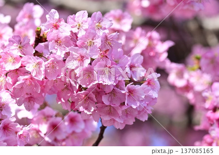 春イメージ（桜：河津桜）Spring season image 137085165