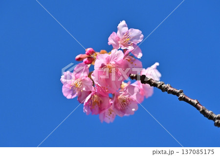 春イメージ（桜：河津桜）Spring season image 137085175