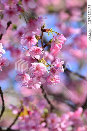 春イメージ(桜:河津桜)Spring season image 春イメージ(桜:河津桜)Spring season image 137085178