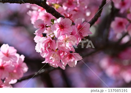 春イメージ(桜:河津桜)Spring season image 春イメージ(桜:河津桜)Spring season image 137085191