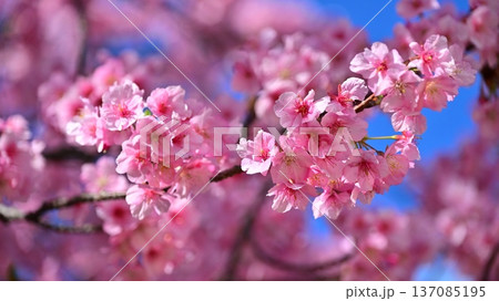 春イメージ(桜:河津桜)Spring season image 春イメージ(桜:河津桜)Spring season image 137085195