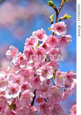 春イメージ(桜:河津桜)Spring season image 春イメージ(桜:河津桜)Spring season image 137085265